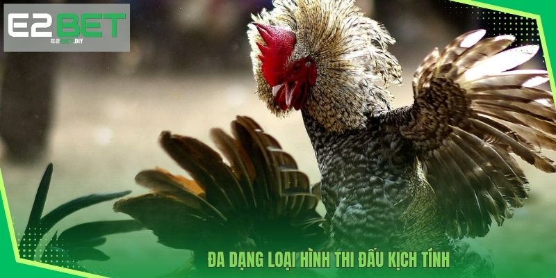 Đa dạng các loại hình đá gà gay cấn 