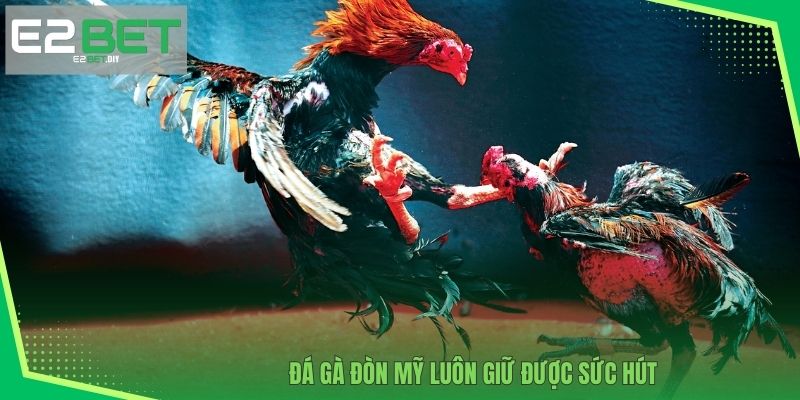 Đá gà đòn Mỹ luôn giữ được sức hút 