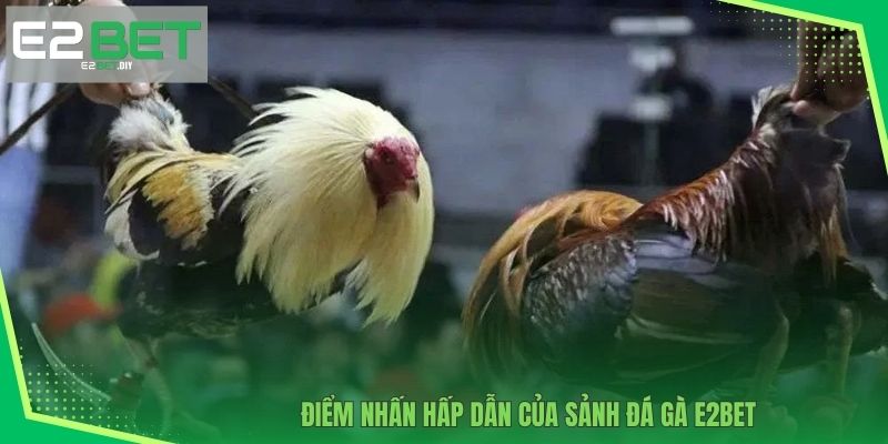 Điểm nhấn hấp dẫn của sảnh Đá gà E2BET