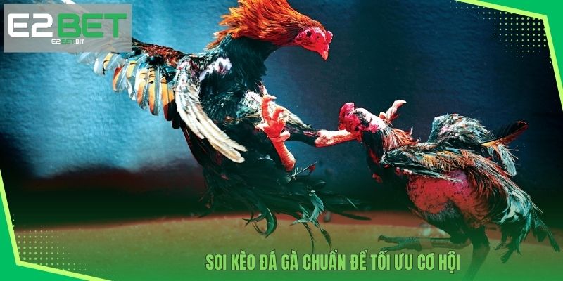 Soi kèo đá gà chuẩn để tối ưu cơ hội 