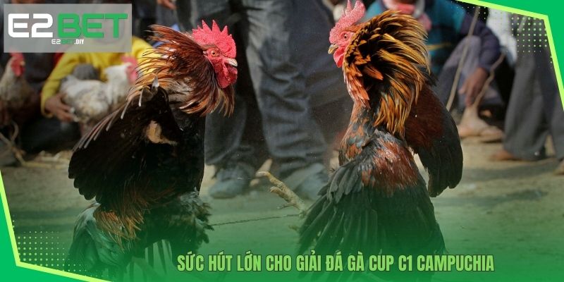 Sức hút lớn cho giải Đá gà CUP C1 Campuchia