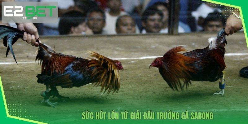 Sức hút lớn từ giải đấu Trường gà Sabong